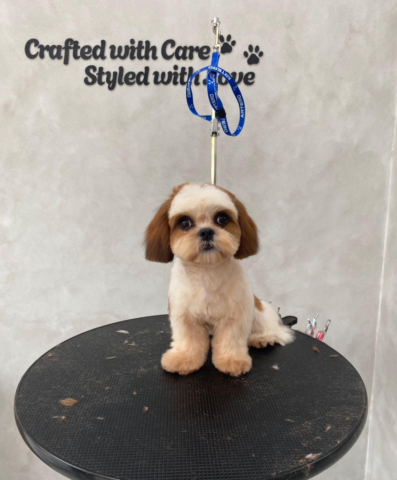 Anjing — Rise Pet