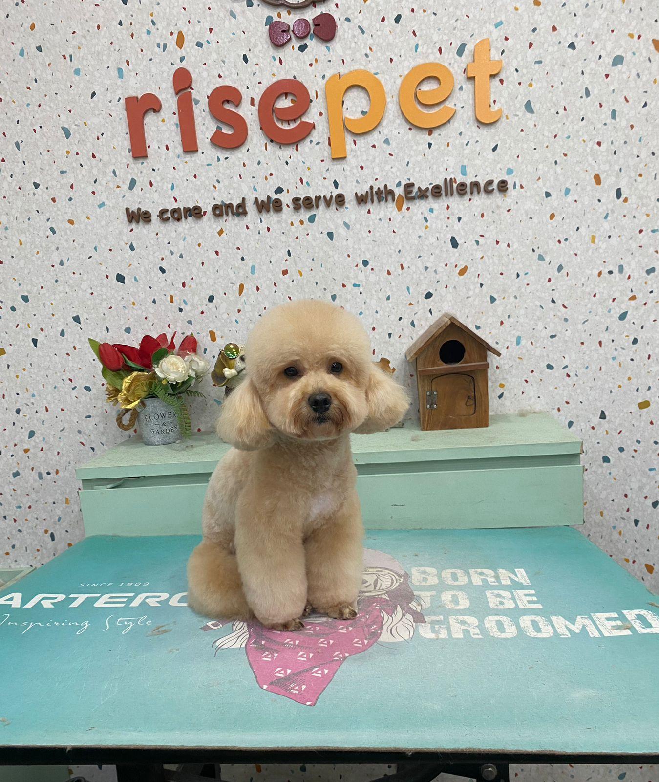 Foto Rise Pet