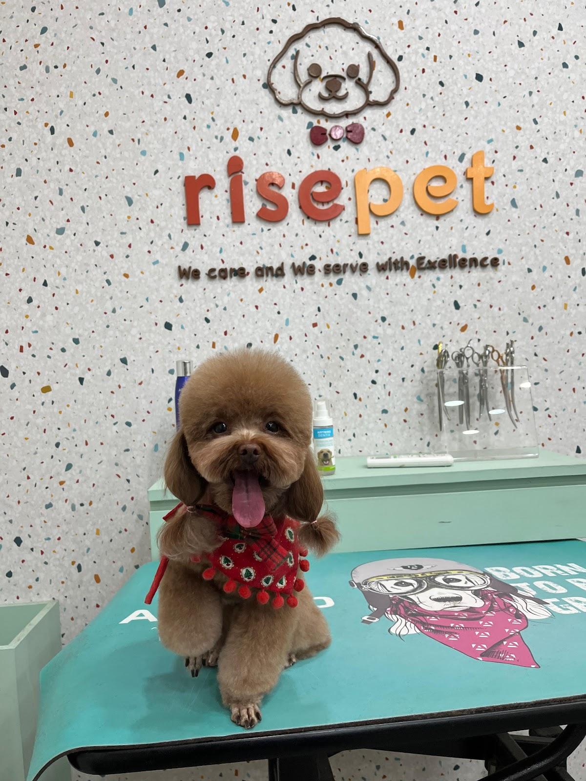 Anjing — Rise Pet
