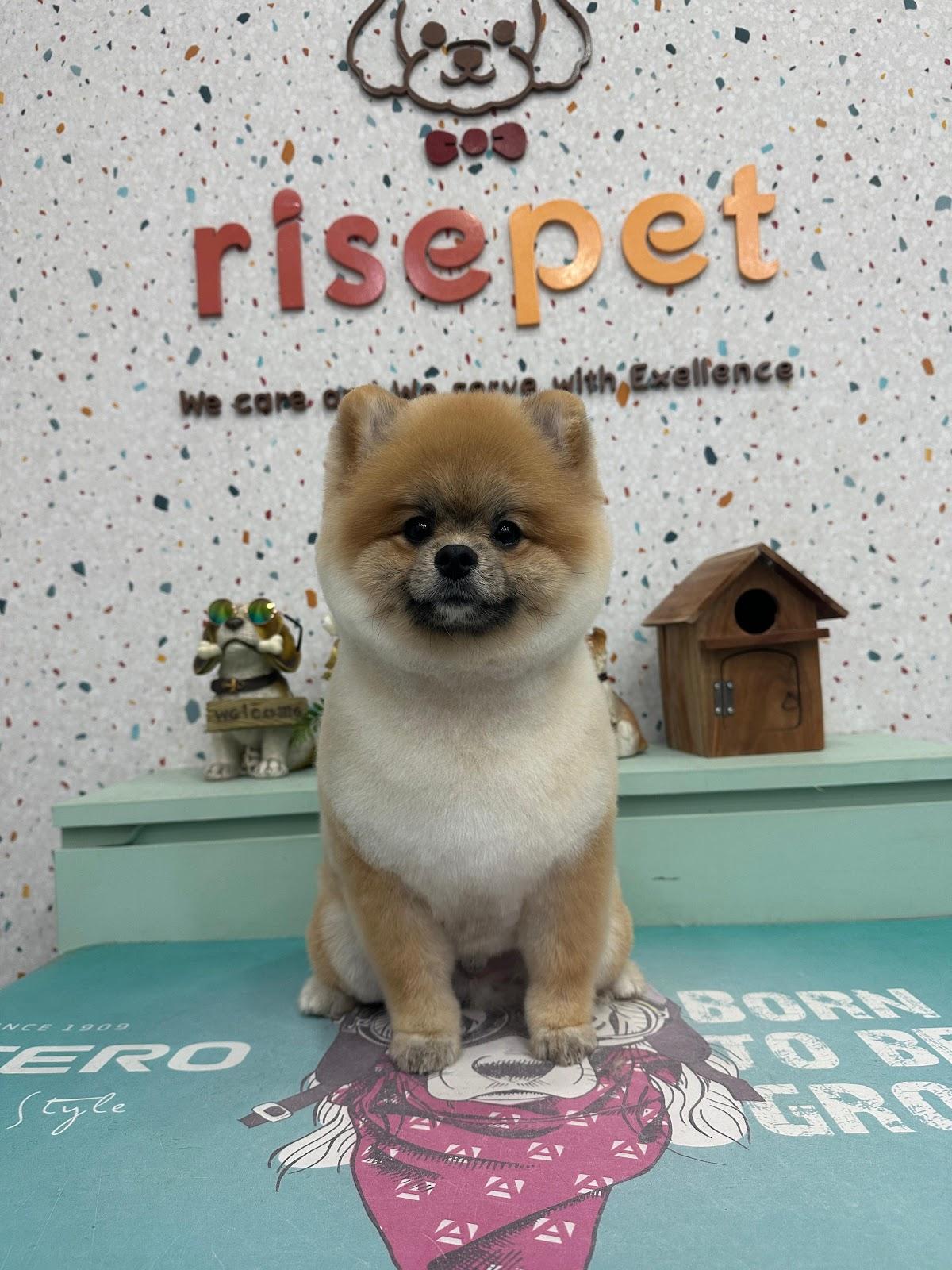 Foto Rise Pet